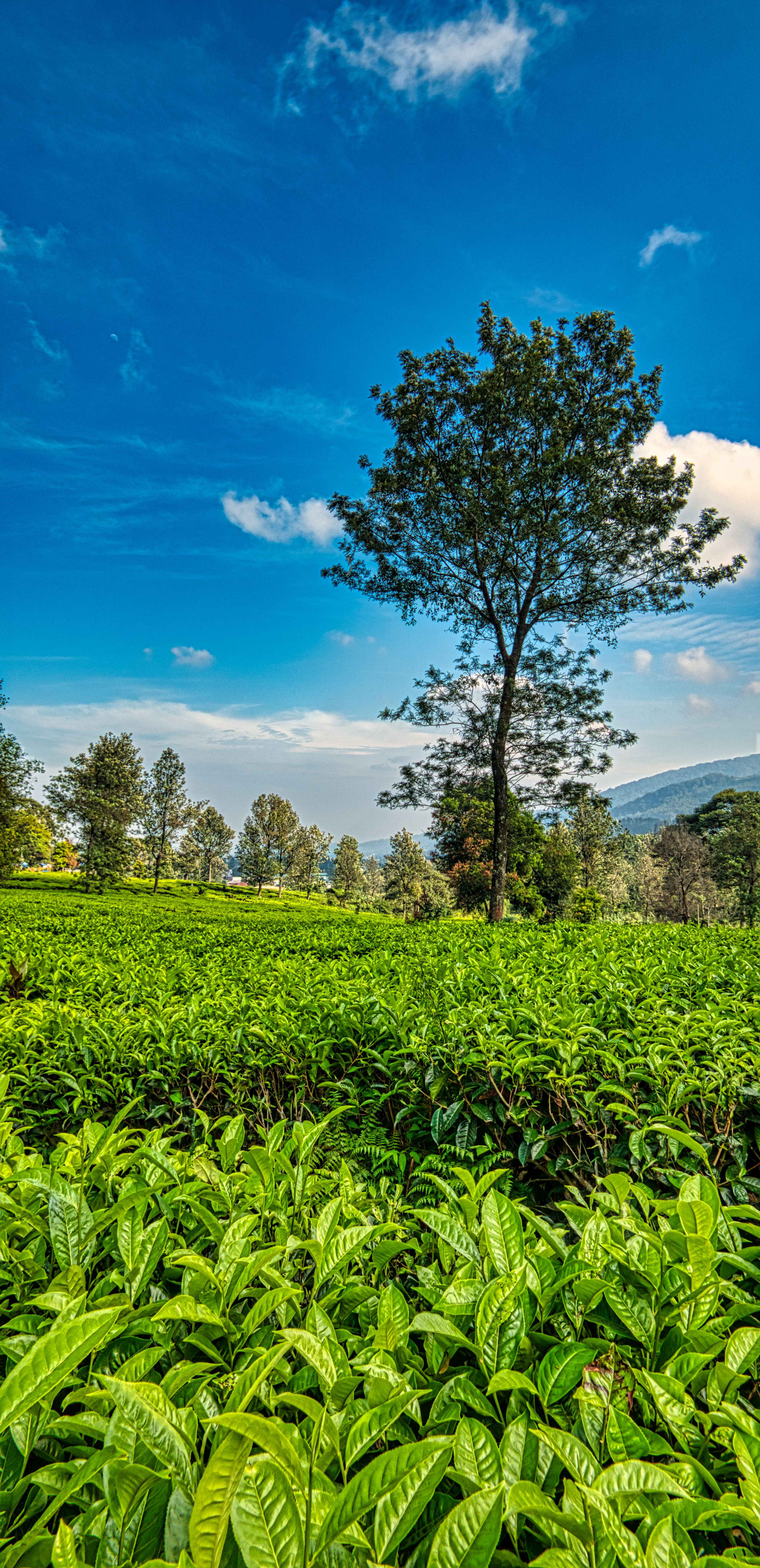 9 Nights / 10 Days Grand Ceylon